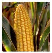 Cuidados en la confección de los silos de maíz - Image 1