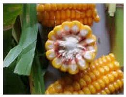 Cuidados en la confección de los silos de maíz - Image 2