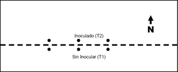 Inoculación con Azopirillum Brasilense en el cultivo de Maíz (Zea Mays) Ensayo 2003/2004 - Image 3