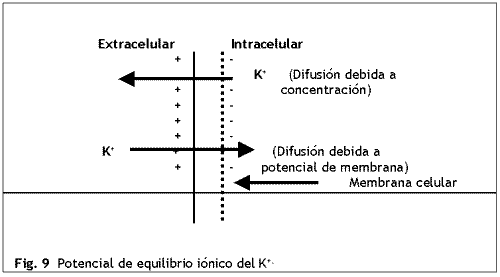 Fisiología del Ejercicio (Laboratorios Burnet) - Image 10