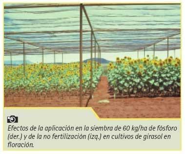 Manejo nutricional de cultivos de girasol de alto rendimiento - Image 4