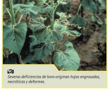 Manejo nutricional de cultivos de girasol de alto rendimiento - Image 18