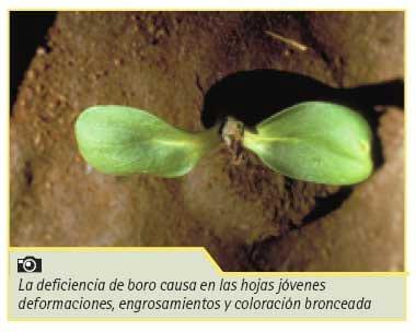 Manejo nutricional de cultivos de girasol de alto rendimiento - Image 19