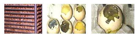 Análisis de control de calidad en incubación de huevos - Image 14
