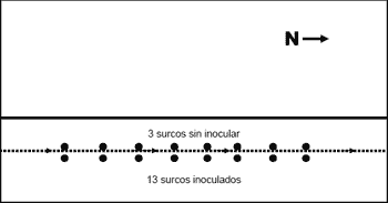 Inoculación con Azopirillum Brasilense en el cultivo de Maíz (Zea Mays) Ensayo 2005/2006 - Image 1