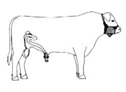Ajuste de la técnica operatoria del corte del ligamento apical dorsal del pene en toros receladores o detectores de celo - Image 1