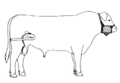 Ajuste de la técnica operatoria del corte del ligamento apical dorsal del pene en toros receladores o detectores de celo - Image 3