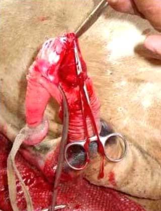 Ajuste de la técnica operatoria del corte del ligamento apical dorsal del pene en toros receladores o detectores de celo - Image 12