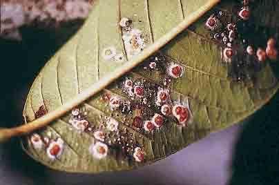 Los hongos entomopatógenos: Aliados del Agricultor - Image 1