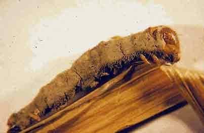 Los hongos entomopatógenos: Aliados del Agricultor - Image 2