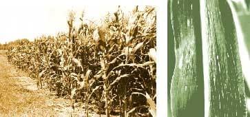 Mal de Río Cuarto. El enemigo del maíz - Image 1