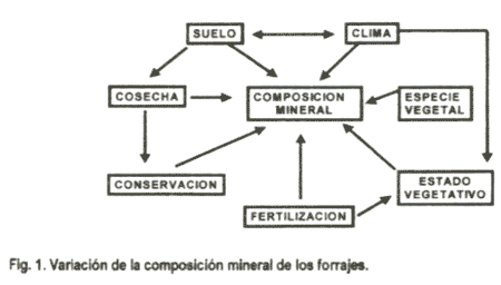 Los minerales en la reproducción bovina - Image 1