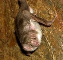Importancia de los murciélagos en la agricultura y en la vida del hombre… - Image 1