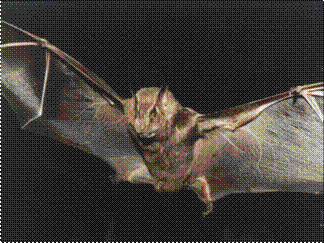 Importancia de los murciélagos en la agricultura y en la vida del hombre… - Image 3