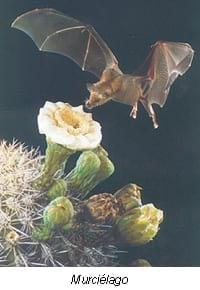 Importancia de los murciélagos en la agricultura y en la vida del hombre… - Image 5