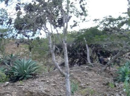 Potencial forrajero de especies leguminosas arbóreas y arbustivas en el bosque seco tropical para Caprinos - Image 1