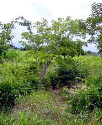 Potencial forrajero de especies leguminosas arbóreas y arbustivas en el bosque seco tropical para Caprinos - Image 2