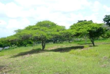 Potencial forrajero de especies leguminosas arbóreas y arbustivas en el bosque seco tropical para Caprinos - Image 5