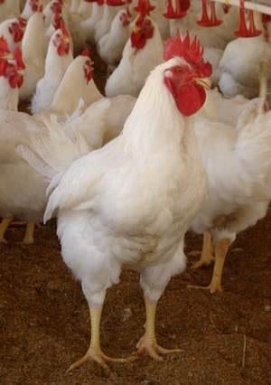 Conceptos y consejos para optimizar el rendimiento del gallo reproductor pesado - Image 1