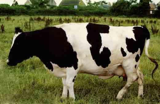 Los recortes funcionales y curativos en las pezuñas de los bovinos - Image 2