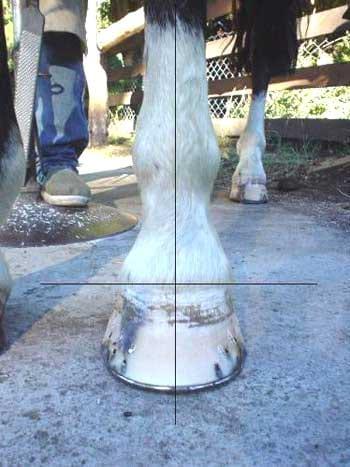Relación palanca-apoyo: Clave para prevenir lesiones irreversibles en el pie del caballo - Image 1