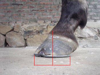Relación palanca-apoyo: Clave para prevenir lesiones irreversibles en el pie del caballo - Image 2