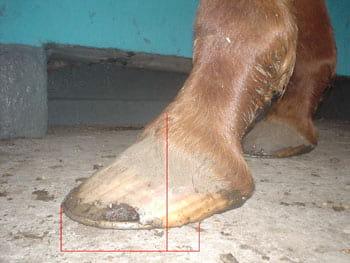 Relación palanca-apoyo: Clave para prevenir lesiones irreversibles en el pie del caballo - Image 3
