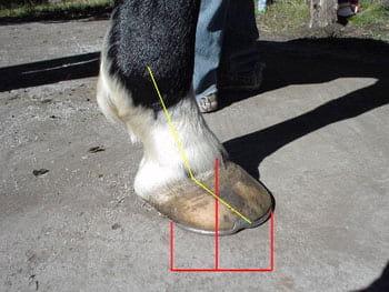 Relación palanca-apoyo: Clave para prevenir lesiones irreversibles en el pie del caballo - Image 6