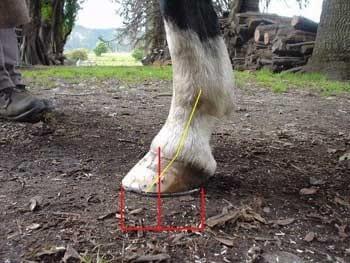 Relación palanca-apoyo: Clave para prevenir lesiones irreversibles en el pie del caballo - Image 7