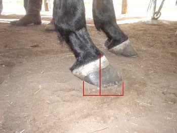 Relación palanca-apoyo: Clave para prevenir lesiones irreversibles en el pie del caballo - Image 8
