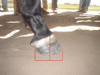 Relación palanca-apoyo: Clave para prevenir lesiones irreversibles en el pie del caballo - Image 9