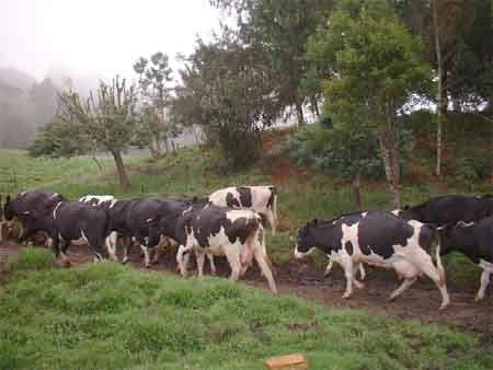 Suplementación con follaje de Acacia decurrens, Chusquea scadens y Solanum Tuberosum a vacas Holstein en producción en el municipio de Ubaque (Cundinamarca) - Image 1
