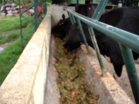 Suplementación con follaje de Acacia decurrens, Chusquea scadens y Solanum Tuberosum a vacas Holstein en producción en el municipio de Ubaque (Cundinamarca) - Image 4