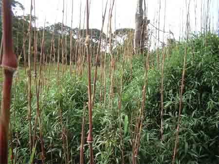 Suplementación con follaje de Acacia decurrens, Chusquea scadens y Solanum Tuberosum a vacas Holstein en producción en el municipio de Ubaque (Cundinamarca) - Image 5