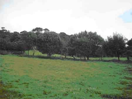 Suplementación con follaje de Acacia decurrens, Chusquea scadens y Solanum Tuberosum a vacas Holstein en producción en el municipio de Ubaque (Cundinamarca) - Image 8