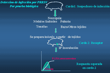 Técnicas diagnósticas para el Síndrome reproductivo y respiratorio porcino (PRRS): Interpretación. - Image 5