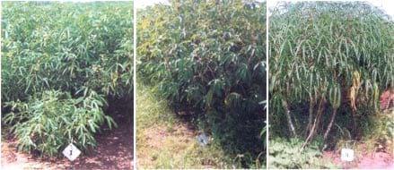 El cultivo de yuca bajo riego - Image 2