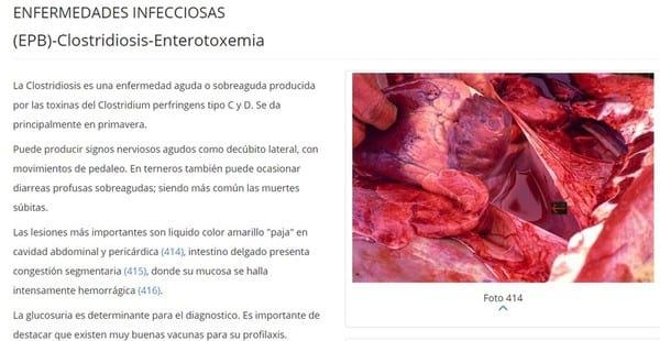 Atlas de Patología Bovina on line gratuito - Image 1