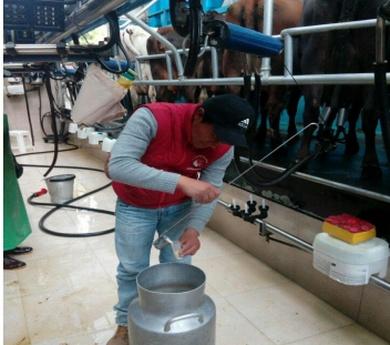 Ecuador - Efecto de secuestrante de micotoxinas en la calidad de leche - Image 1