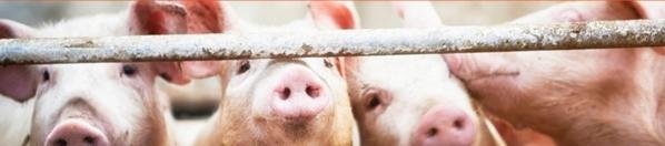 EE.UU. - La soja y la salud de los cerdos: Papel clave de los bioactivos - Image 1