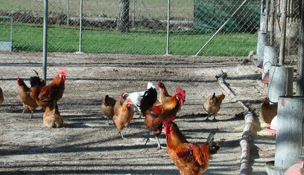 Cepa H5N8 de gripe aviar: Gansos y gallinas tienen más riesgo de infectarse - Image 1