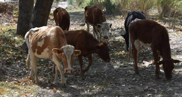 México - A pesar de pandemia y sequía, Chihuahua lidera exportación de ganado - Image 1