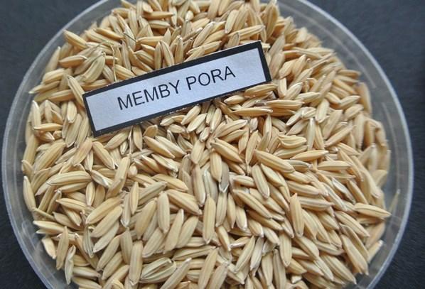 Argentina - Presentan un nuevo grano de arroz largo fino - Image 4