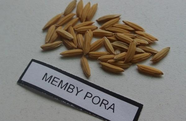 Argentina - Presentan un nuevo grano de arroz largo fino - Image 2