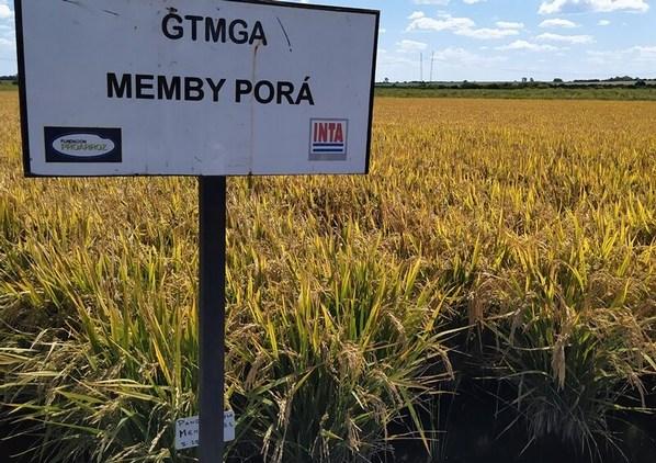 Argentina - Presentan un nuevo grano de arroz largo fino - Image 3