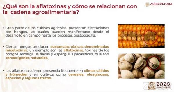 México - Sader promueve plan sustentable para cultivo de maíz blanco - Image 2