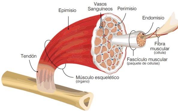 Miopatías del músculo de la pechuga, Documento de Aviagen - Image 1