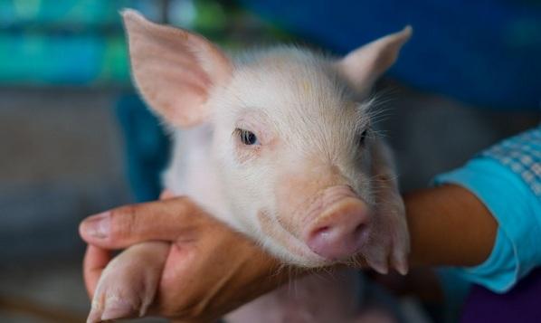 España - IRTA estudia mejora genética porcina y reducción de antibióticos - Image 1