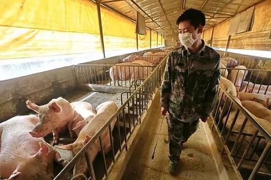 China - Detectan nuevas cepas de peste porcina - Image 1