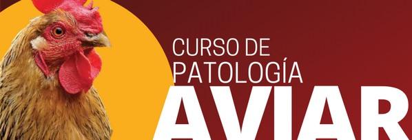 Ecuador - Cursos de patología Aviar de AMEVEA - Image 1